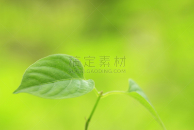 秧苗,双叶区,呼吸气 ,自然,有蔓植物,水平画幅,绿色,无人,草,植物