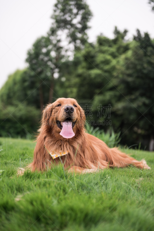 金毛寻回犬,户外,草,阿富汗猎犬,间隔休息,猎犬,郊区,寻回犬,垂直画幅,运动员