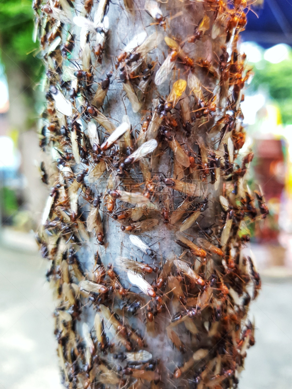 白蚁,昆虫群,垂直画幅,艺术,木材,蚂蚁,动物学,泥土,生物学,特写