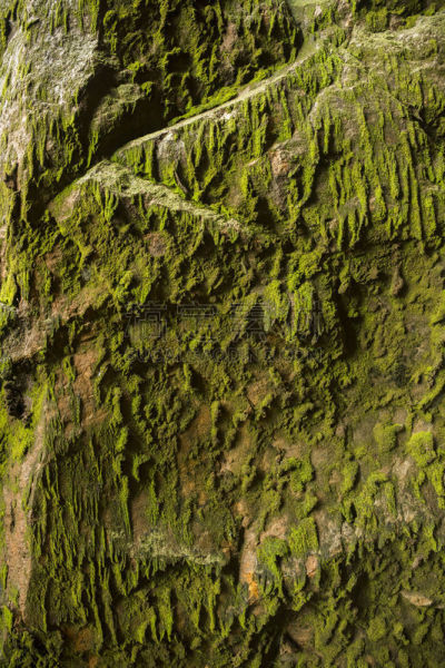 苔藓,岩面,mood moss,自然,垂直画幅,石墙,绿色,岩石,无人,陆用车