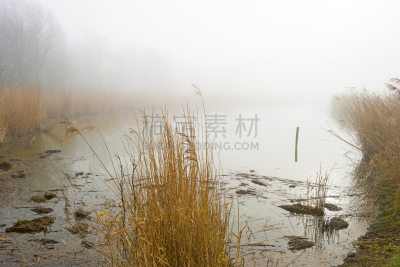 苇地,湖,冬天,雾,普通芦苇,福力沃兰,景观设计,阿尔梅勒,植物,芦苇