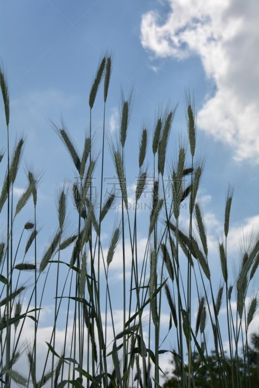 天空,谷类,蓝色,面粉厂,赛季前的集训,普通小麦,麦穗,粮仓,裸麦