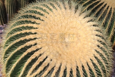 金桶仙人掌,墨西哥火桶仙人掌,圣加仑郡,圣加仑,树园,仙人球,墨西哥中部,美,水平画幅,尖的
