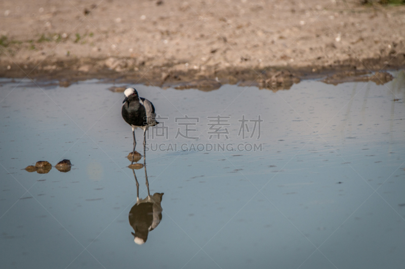 铁匠,麦鸡亚科,非洲大凤尾蝶,黑铁匠鸻鸟,自然,水,水平画幅,小的,鸟类,原野