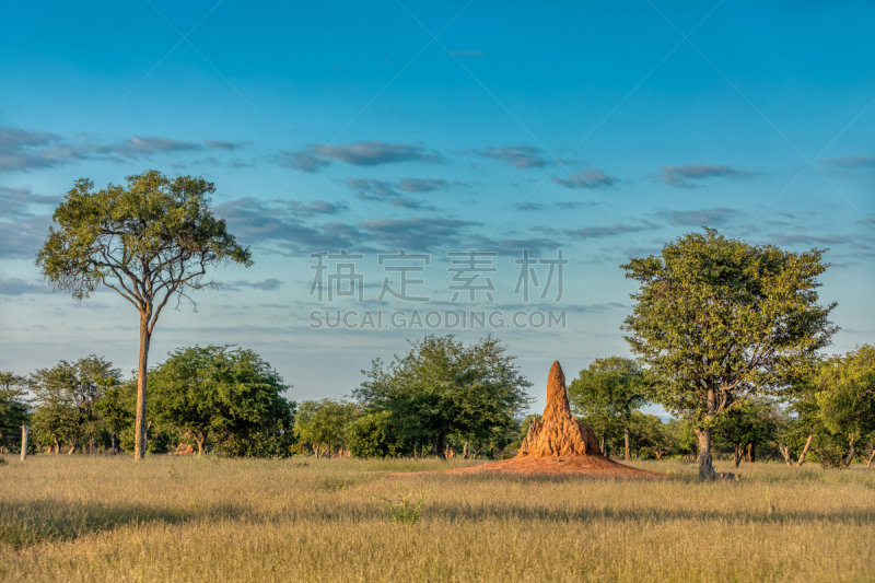 非洲,原野,纳米比亚,地形,野生动物,草,肮脏的,蚂蚁,堆,动物