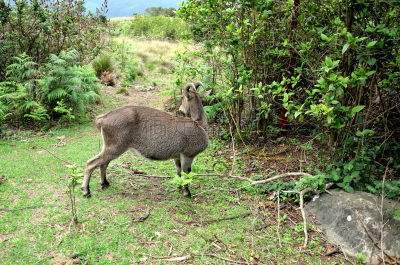 喀拉拉邦,印度,慕那尔,顶部,野山羊,山,褐色,水平画幅,nilgiri tahr,野生动物保护