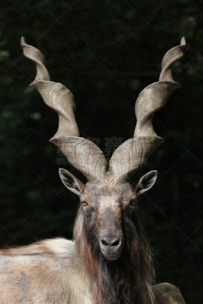 markhor,垂直画幅,阿富汗,瓶塞钻,动物身体部位,野外动物,特写,动物主题,哺乳纲,巴基斯坦
