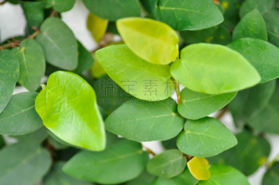 爬行无花果,无花果,自然,黄色,清新,秋天,泰国,图像,叶子,无人