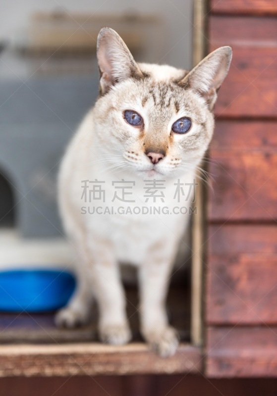 猫,永远,禁止虐待动物协会,宠物收养,笼子,斑纹猫,垂直画幅,可爱的