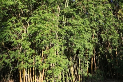 布里斯班,澳大利亚,昆士兰州,植物园,斑竹,eel grass,水平画幅,无人,巨大的,户外