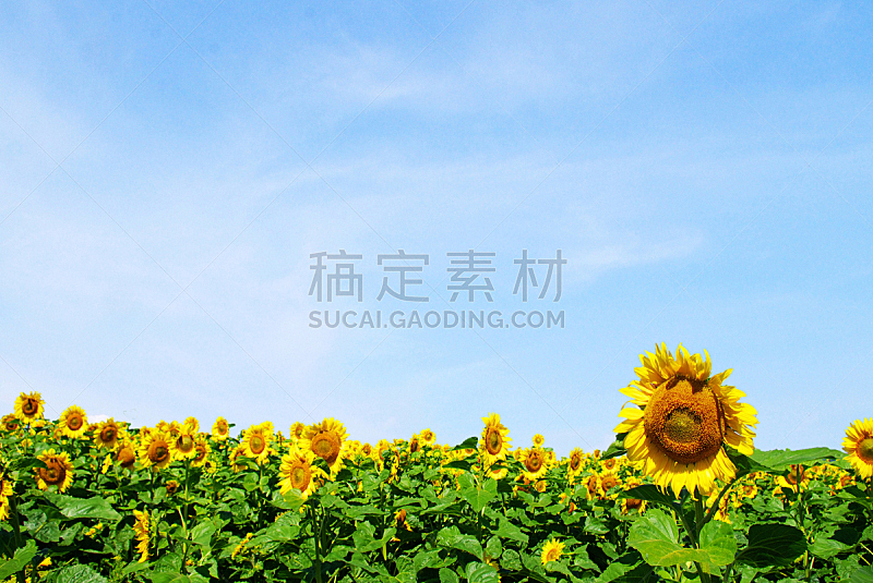 向日葵,自然,草地,水平画幅,无人,蓝色,户外,黄色,2015年,农场