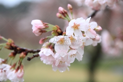 静冈县,雨滴,日本,樱桃树,伊豆半岛,樱之花,安装牛磺,吸液管,兰花,天空