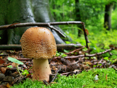 蘑菇,鹅膏菌,水平画幅,素食,无人,苔藓,动物身体部位,户外,草,树林