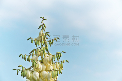 丝兰,天空,水平画幅,云,沙子,秋天,无人,日本,户外,茅崎