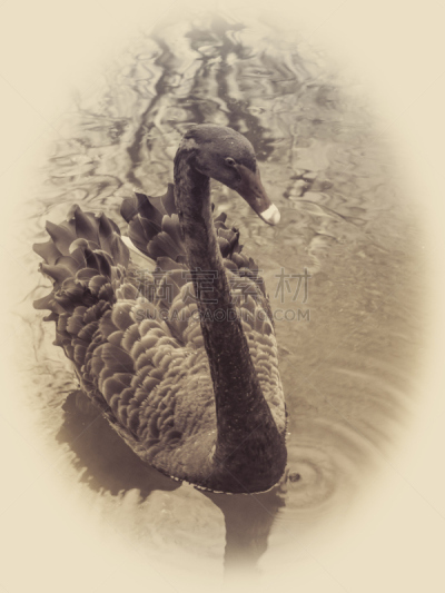 黑天鹅,巴勒拉特,垂直画幅,鸟类,生物学,湖,喙,淡水鸟,动物家庭,天鹅
