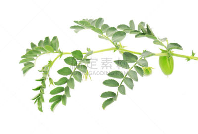 Green chickpea on a branch, and in the pod isolated on white background.