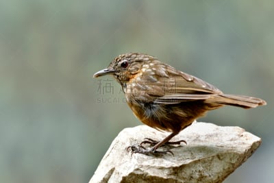 褐色,鸟类,石灰石,泰国,鹪鹩,babbler,生活方式,长时间曝光,岩石,栖息