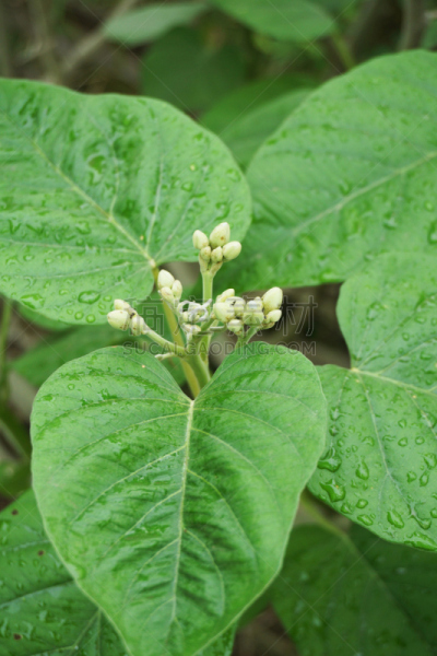 花蕾,牵牛花,垂直画幅,美,枝繁叶茂,无人,湿,户外,特写,泰国