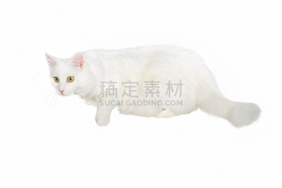 白色,毛绒绒,猫,一个人,分离着色,自制的,背景聚焦,老年人,水平画幅,注视镜头