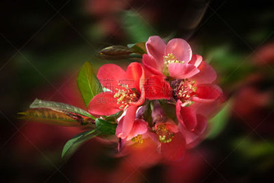 温柏,红色,花朵,皱皮木瓜,芳香的,水平画幅,无人,户外,特写,植物