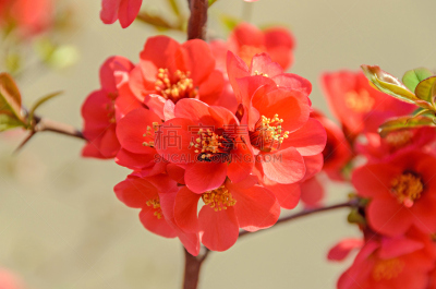 皱皮木瓜,温柏,特写,粉色,户外,欧洲赤松,茶花,美,水平画幅,无人