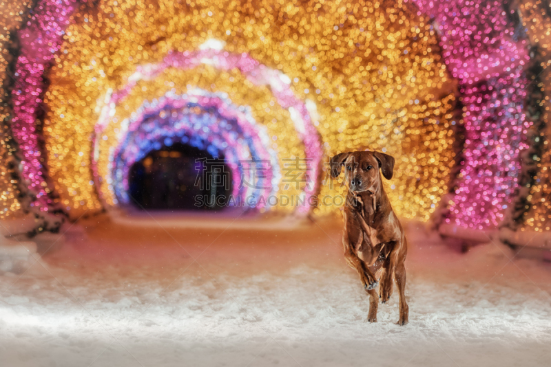 罗德西亚脊背犬,夜晚,狗,城市,闪光灯,水平画幅,户外,俄罗斯,哺乳纲