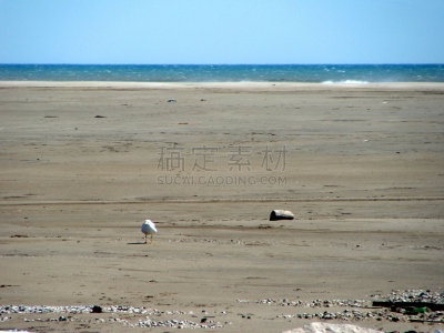 海滩,海鸥,野外动物,无人迹,褐色,水平画幅,沙子,鸟类,东点,动物身体部位