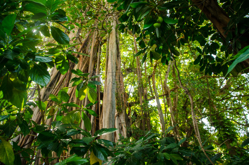 菩提树,鸡尾酒,moreton bay fig,哭树木,旅途,过去,厚的,热带气候,树干,植物