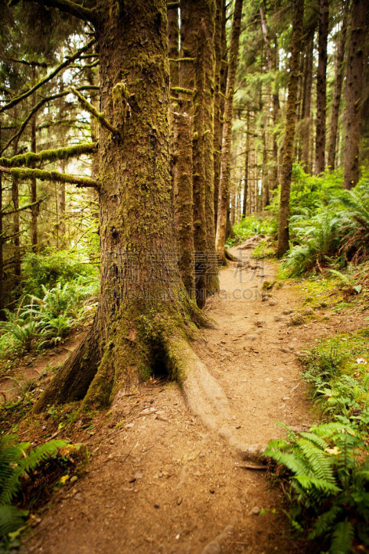 小路,红杉林,徒步旅行,羊齿峡谷,蓓丽溪州立公园,humboldt county,红杉,垂直画幅,枝繁叶茂,无人