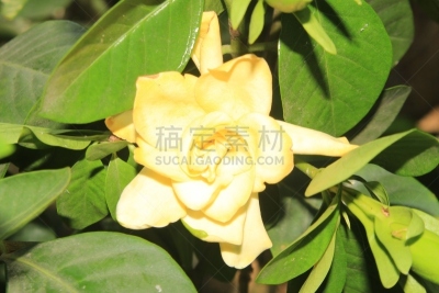 栀子,杂色菊属,仅一朵花,枯萎的,干花,植物,园艺,印度,植物茎,白色