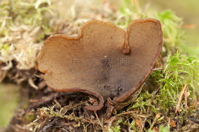 子囊菌,盘菌科,自然,褐色,水平画幅,生物,无人,苔藓,巨大的,蘑菇