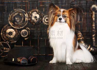 蒸汽朋克,狗,背景,风格,蝴蝶犬,钟表匠,时钟结构,车轮,水平画幅,坐