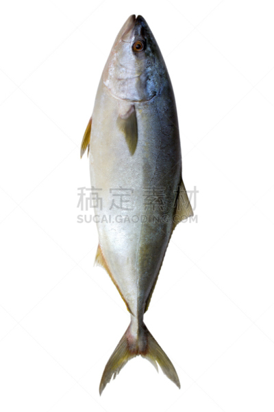 分离着色,鲔鱼,动物鳍,垂直画幅,水,无人,海产