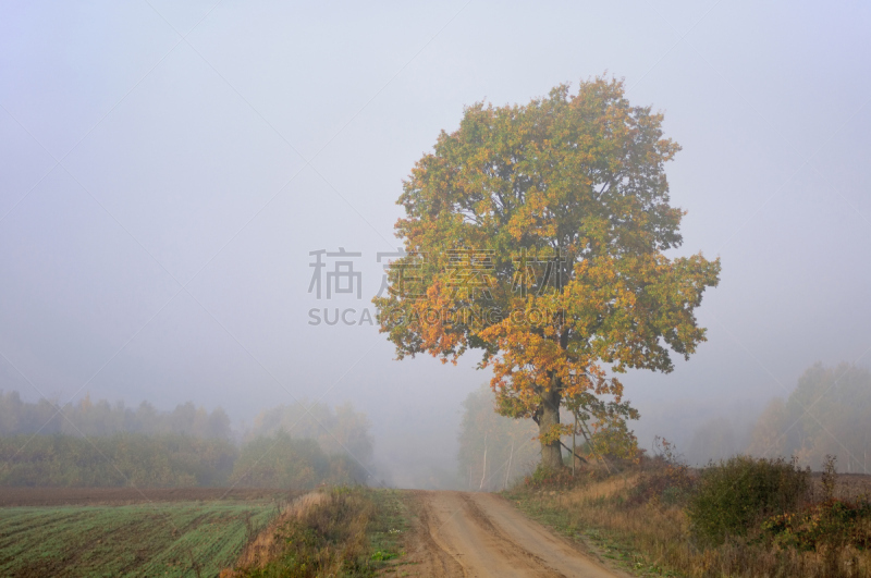 早晨,光,雾,美,悲痛,水平画幅,多余,偏远的,户外,草