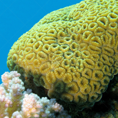 水下,礁石,脑珊瑚,海洋,鸡尾酒,水,水肺潜水,埃及,野外动物,海底