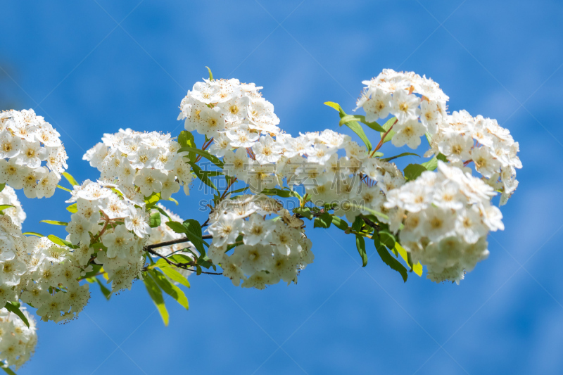 灌木,花朵,露水,背景,千金子藤,花环,自然,水平画幅,绿色,夏天