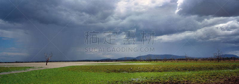沼泽,野生动物,水平画幅,无人,全景,非洲,坦桑尼亚,户外,湖