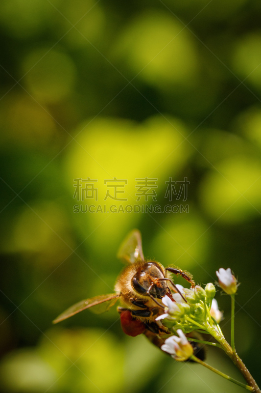 花粉,蜜蜂,蜂箱,蜂蜜,白色,农作物,垂直画幅,贺卡,留白,提举