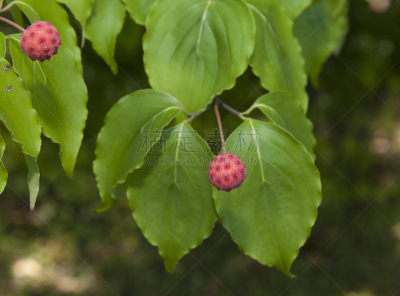 水果,四照花,水平画幅,无人,夏天,叶子,熟的,季节,食品,摄影