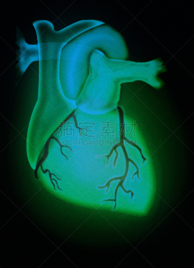 人类心脏,绿色,垂直画幅,绘画插图,人类肺脏,生物学,科学成像技术,技术