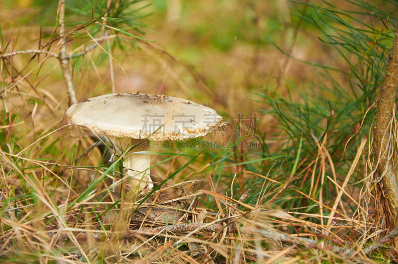 鬼笔鹅膏,危险,伞形毒菌,人造的,水平画幅,苔藓,草,真菌,植物,松科