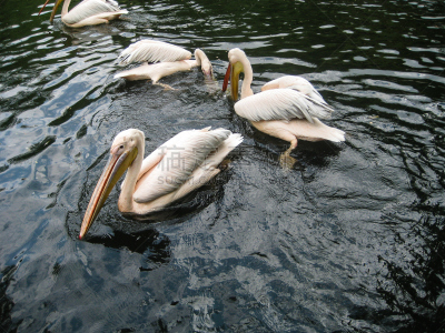 野外动物,泥,美洲白鹈鹕,池塘,自然,水,水平画幅,鸟类,动物学,原野