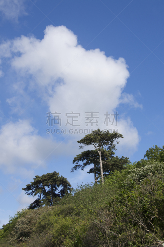 松树,蓝色,云,雅茅斯,怀特岛,垂直画幅,天空,留白,无人,户外