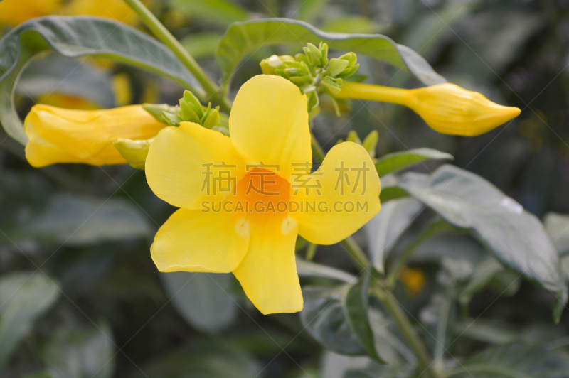 黄色,软枝黄蝉,紫薇属的植物,水平画幅,绿色,无人,户外,自然美,植物,枝