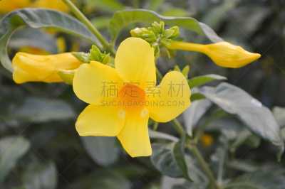 黄色,软枝黄蝉,紫薇属的植物,水平画幅,绿色,无人,户外,自然美,植物,枝
