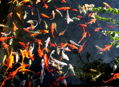 鱼类,春天,水平画幅,无人,2005,2015年,大西洋群岛,河流,户外,特内里费岛