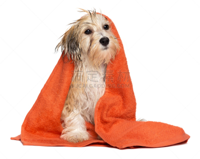 毛巾,havanese,狗,橙色,可爱的,小狗,婴儿浴盆,理毛行为,香波,卫生