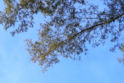 叶子,松树,正下方视角,枝,森林,背景,天空,自然美,留白,水平画幅