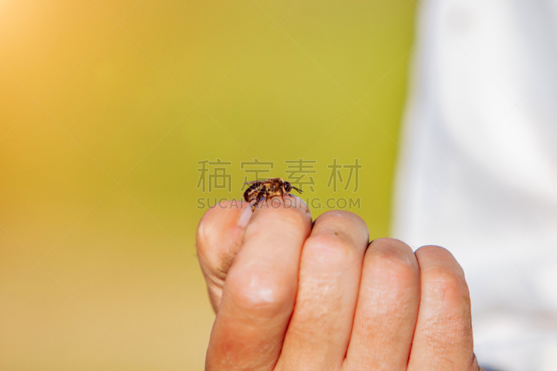 蜜蜂,beekeeper,六边形,农业,边框,仅男人,食品,一个人,仅一个男人,蜂王