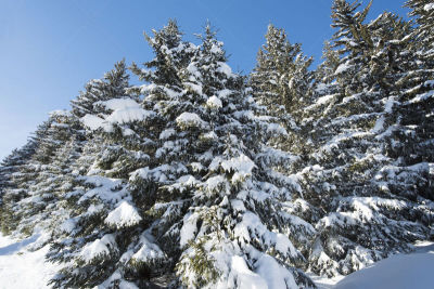 雪,松树,针叶树,风景,阿尔卑斯山脉,地形,山,寒冷,三个村落,法国